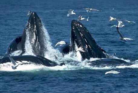 Впервые за 200 лет в бухту Нью-Йорка вернулись киты