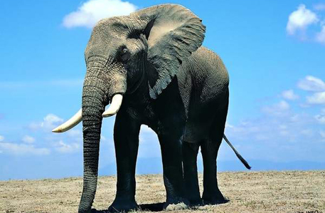 Слонов признали национальным достоянием Индии