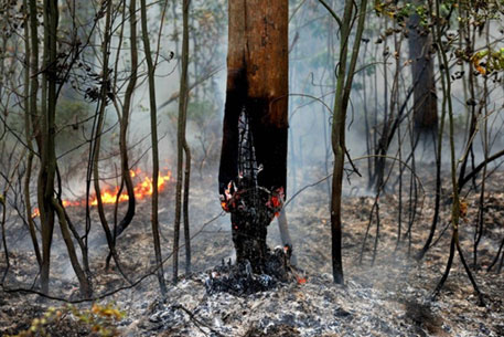В России площадь лесных пожаров за сутки уменьшилась вдвое