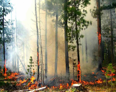 В России уменьшилась площадь лесных пожаров