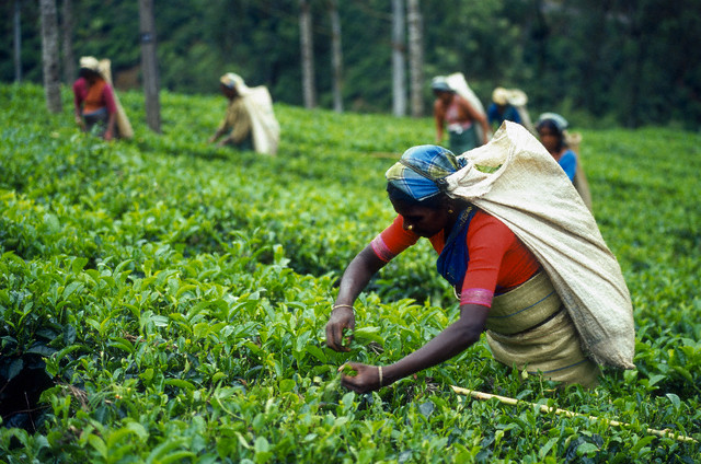 Чай подорожает из-за неурожая в Индии