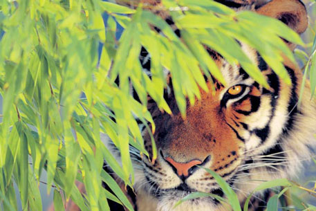 В Индии в заповеднике для тигров не осталось ни одной особи