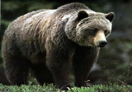 В американском национальном парке медведь загрыз туриста