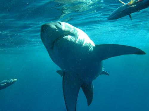 В Приморье решили покончить с акулами-людоедами