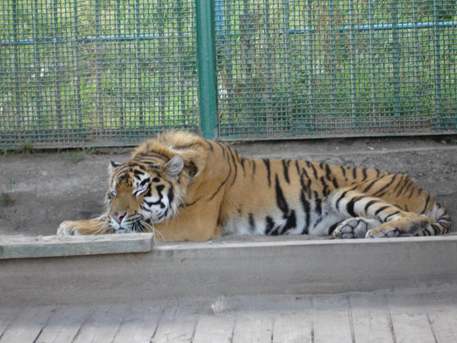 В Румынии из зоопарка сбежали тигры