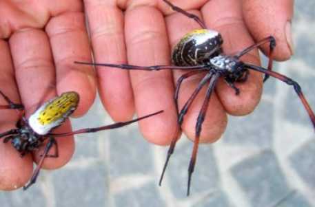 В Африке обнаружили гигантского паука