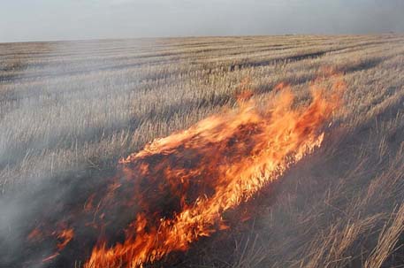 В Павлодарской области сгорело 30 тонн сена