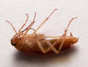 Тараканы могут стать источником новых антибиотиков