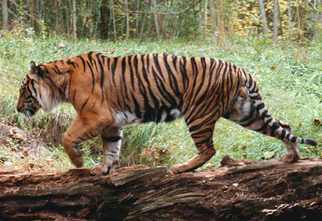 Путин пообещал помочь возрождению туранского тигра