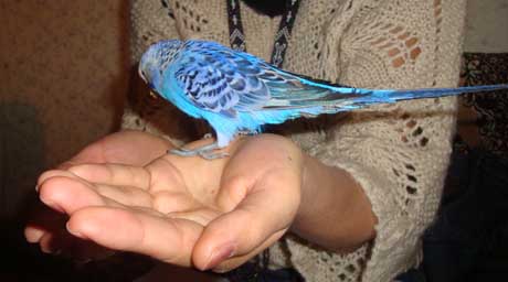 Алматинский попугай научился произносить имя Назарбаева