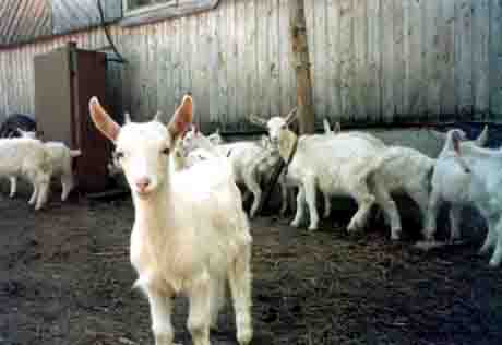 В Карагандинской области у чабана украли 75 овец 