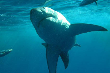 Приморского подростка спас от акулы гидрокостюм