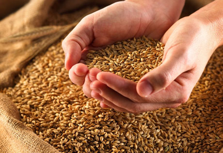 Запас зерна в Казахстане составил 9,3 миллиона тонн