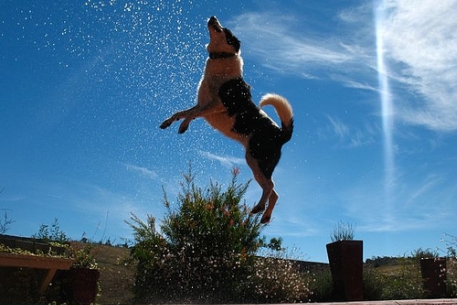 Колли поставила рекорд по прыжкам в высоту среди собак