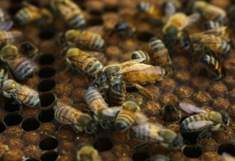 Казахстан запретил генномодифицированный мед