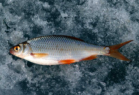 В Костанайской области сильные морозы стали причиной гибели рыбы