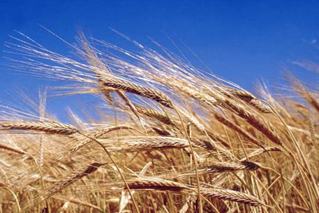 "Казагромаркетинг" опубликовал свой прогноз урожая пшеницы