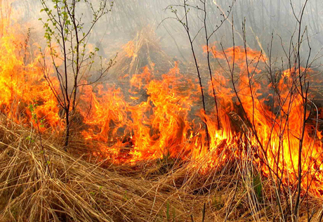 Безработица стала причиной лесных пожаров в Казахстане
