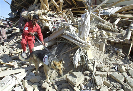 Число жертв землетрясения в Иране возросло до семи