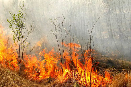 В селе Воронежской области пожар уничтожил 15 домов
