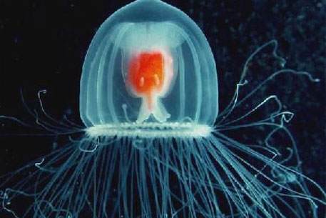 Ученые признали медузу бессмертным существом на Земле