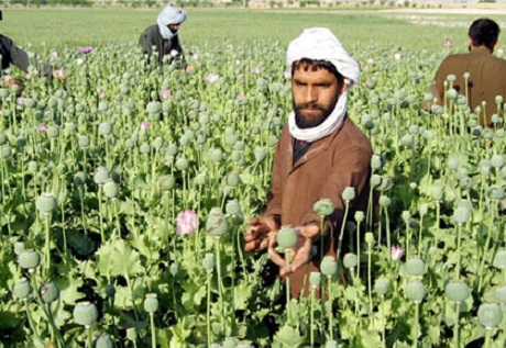 Прибыль афганских наркоторговцев оценили в 65 миллиардов долларов