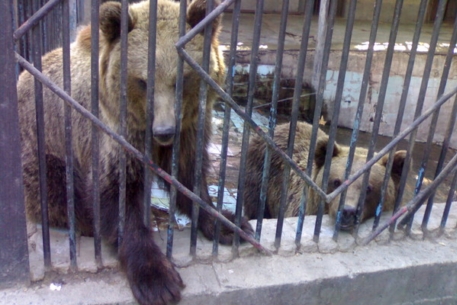 В зоопарке Шымкента умерли два новорожденных медвежонка
