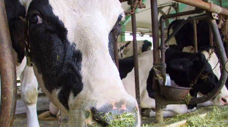 В Актюбинской области водой отравилось стадо коров