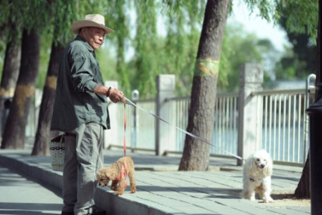 Китайский город полностью "очистят" от собак