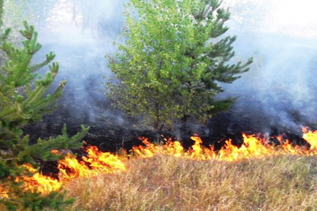 На севере РК за сутки произошло два крупных степных пожара