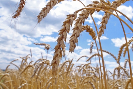 Урожай зерна в Узбекистане превысил 7 миллионов тонн