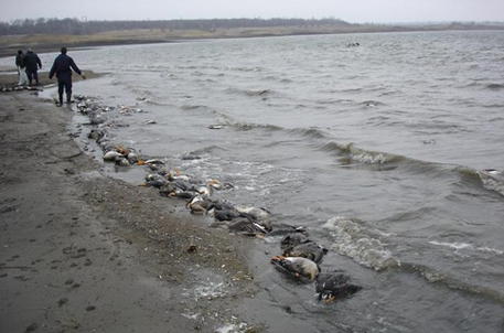 Более тысячи погибших птиц найдены в Азовском море