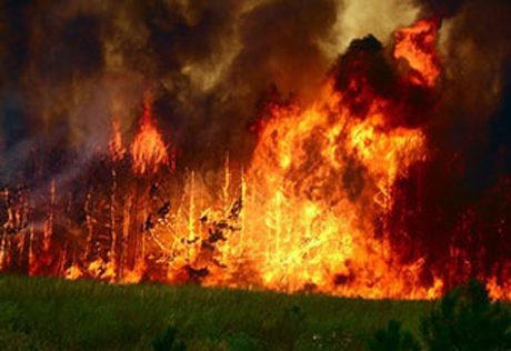 В Австралии из-за лесных пожаров сгорели 20 домов