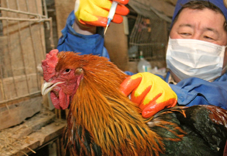 В Азербайджане у домашней птицы выявлен грипп