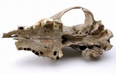 Останки самой древней собаки нашли в Швейцарии
