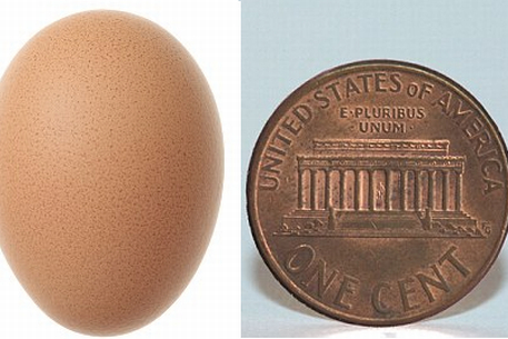 В США курица снесла самое маленькое в мире яйцо