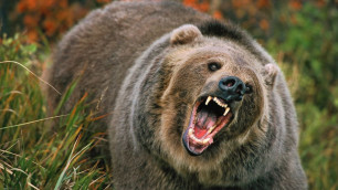 На вратаря шведской хоккейной команды напал медведь