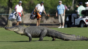 В Мексике крокодил едва не съел гольфиста