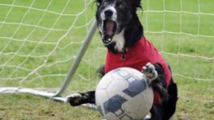 В Испании футбольный болельщик бросил в судью собаку