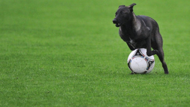 Собака укусила футболиста во время матча в Бразилии