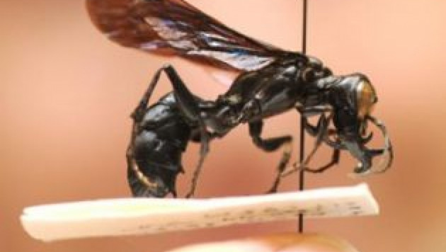 В Индонезии обнаружены хищные осы-гиганты