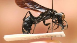 В Индонезии обнаружены хищные осы-гиганты