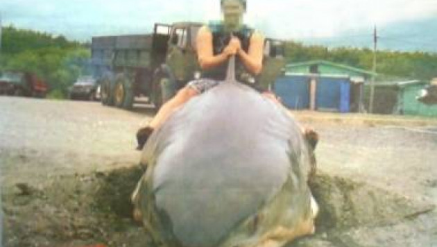 В Приморье выловили пятиметровую акулу-людоеда