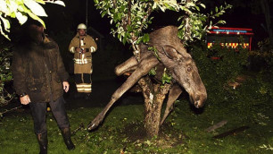 Пьяный шведский лось застрял в развилке дерева