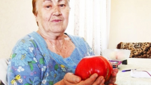 Актюбинская пенсионерка вырастила супер-помидор