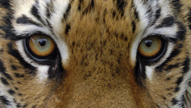 Из питомника во Владивостоке сбежала тигрица 