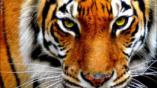 Сбежавшую из питомника в Приморье тигрицу нашли