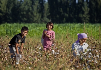 Без детей уборка хлопка в странах Средней Азии пока не обходится. Фото с сайта daypic.ru