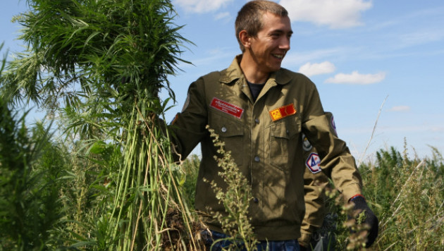 Россия задумалась о выращивании ненаркотической конопли