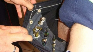Датчанин пытался провезти в штанах более дюжины живых колибри